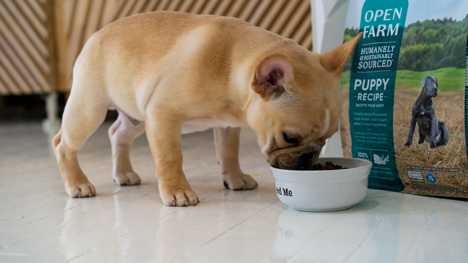 Image showcasing How To Stop Puppy Nipping, Biting & Mouthing | – Open Farm - Australia