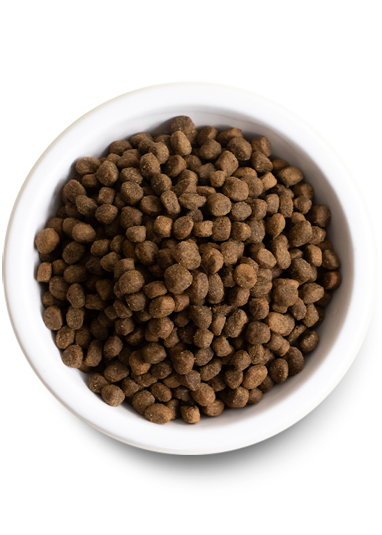 Pasture-Raised Lamb & Ancient Grains Dry Dog Food