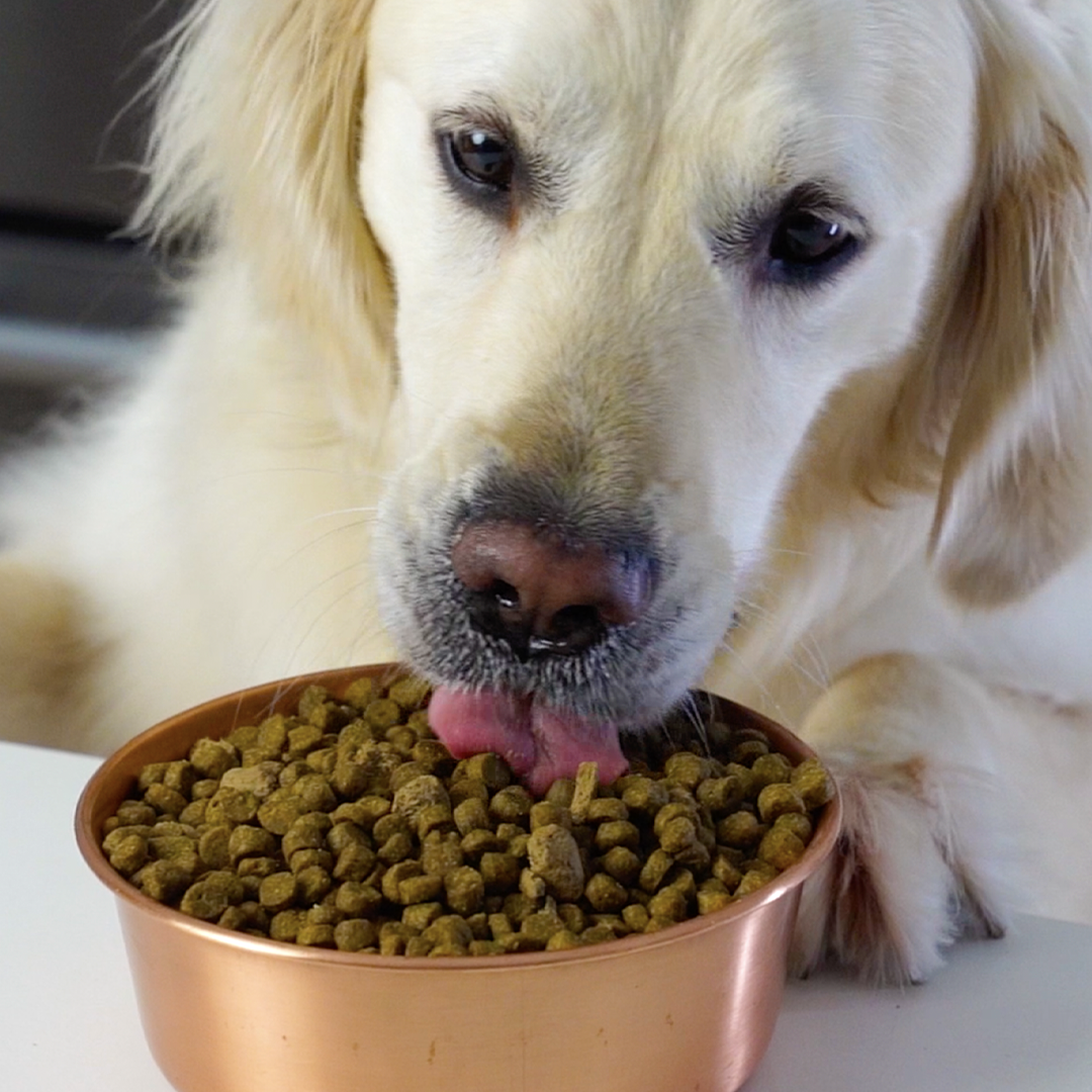 Wild caught salmon dog food store