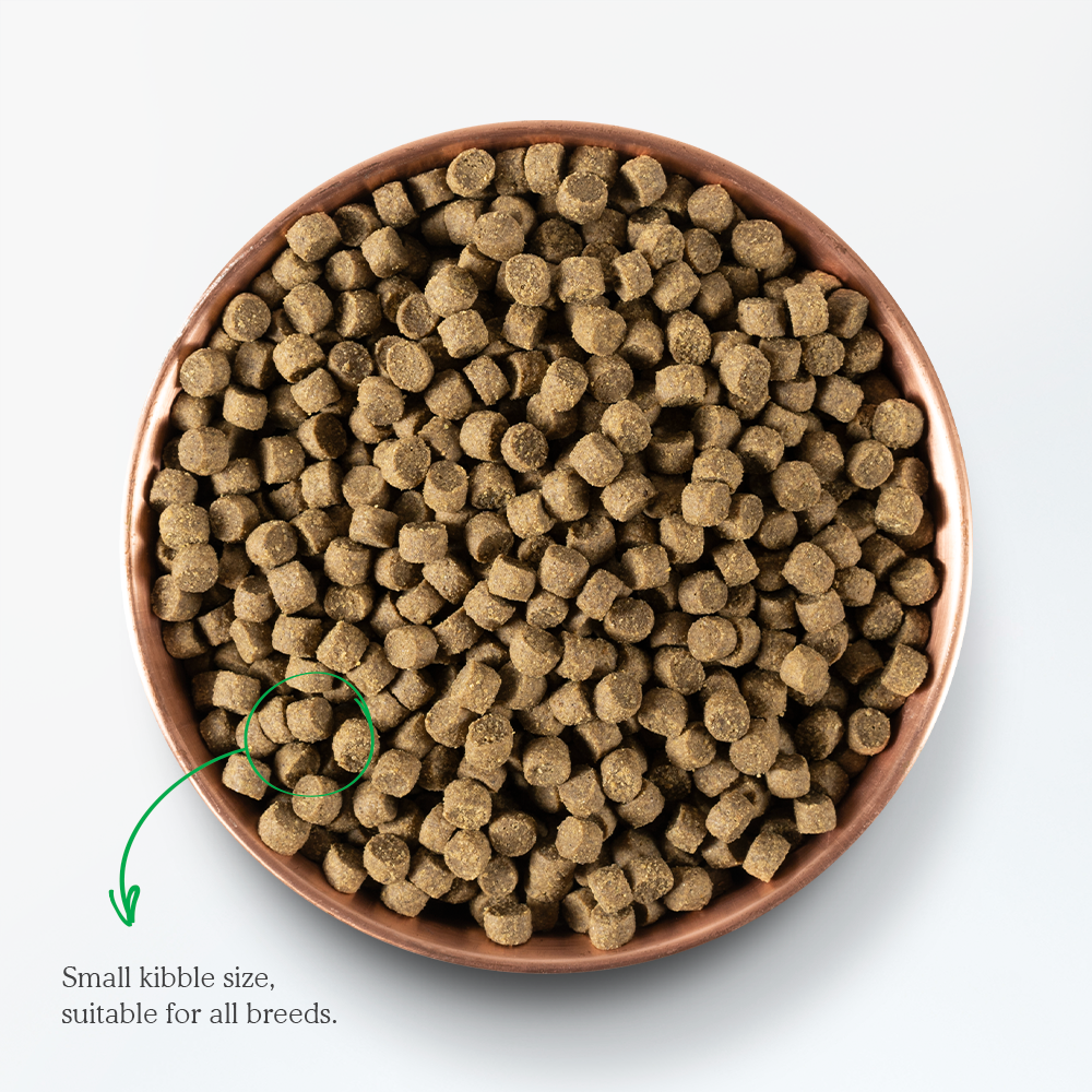 Open Farm Wild-Caught Salmon Dry Dog Food kibble image