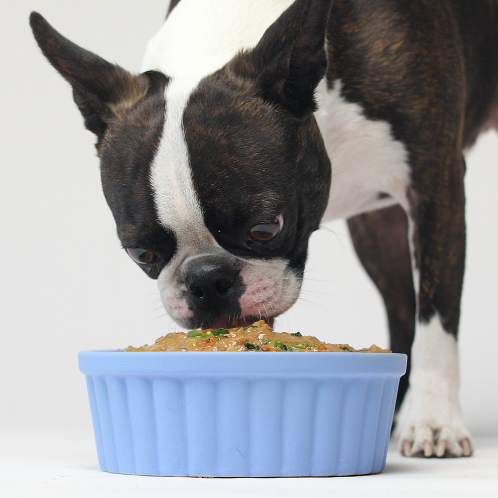 Dog Eating Open Farm Beef for Dogs