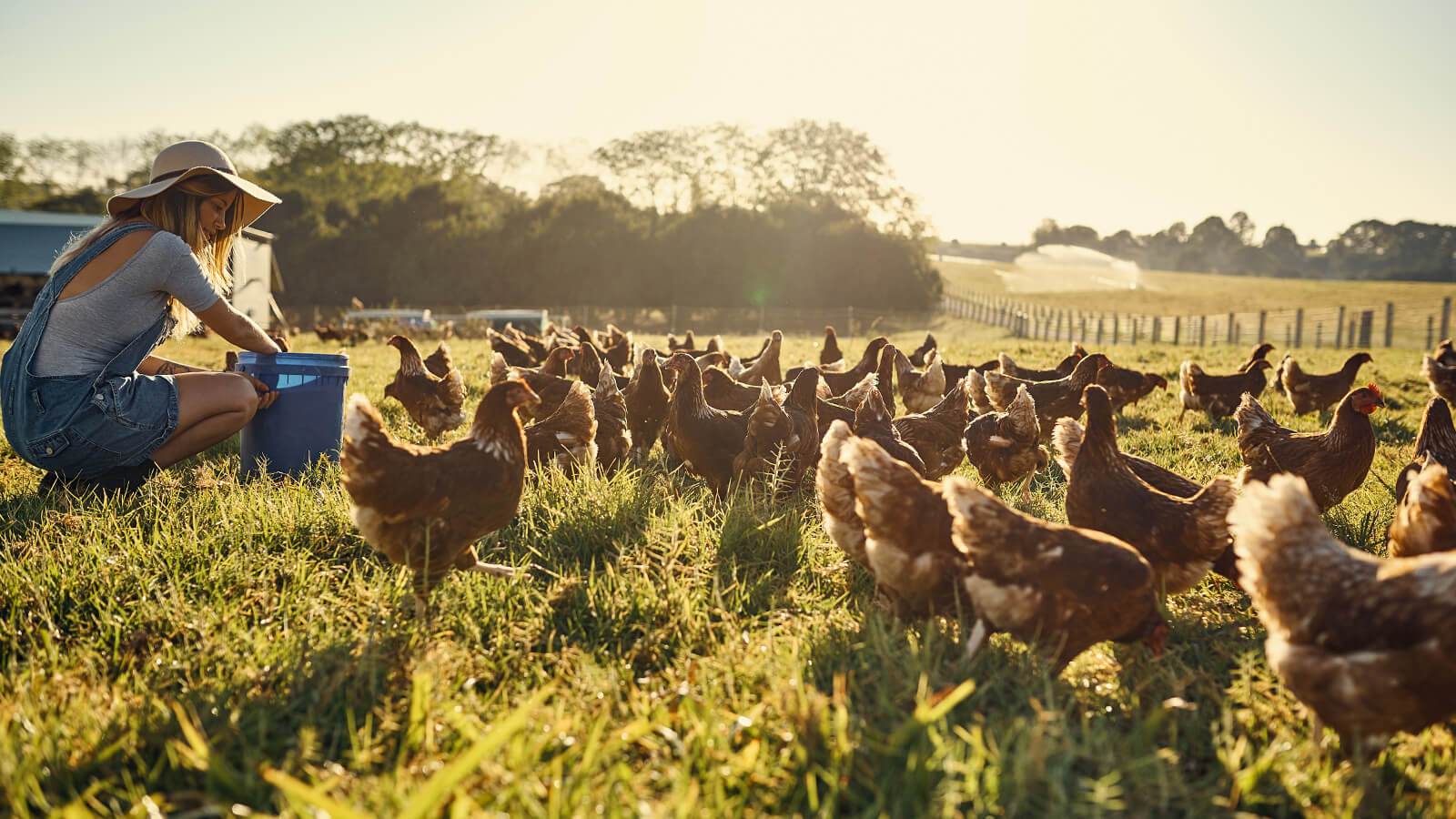 Humane Farming 101 | – Open Farm - Australia